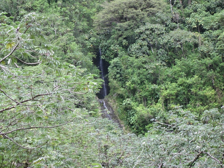 22 hike along Manoa Falls.jpg